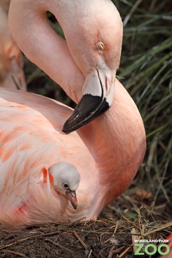 Flamingo chicks on exhibit