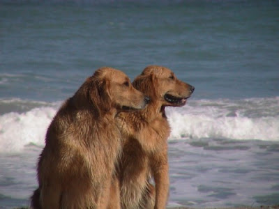 animals-twins+%2825%29.jpg