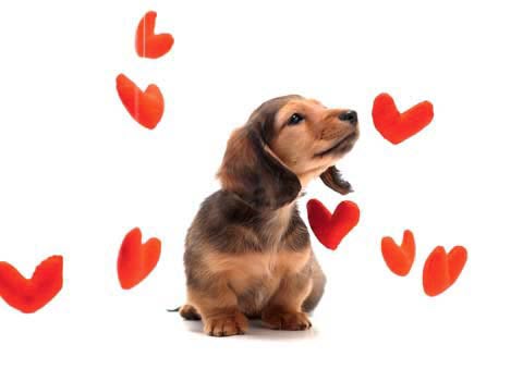 Artist Dolls Wallpaper Images: Cute Puppies - Amazing Pictures