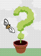 Why Bee Girl?