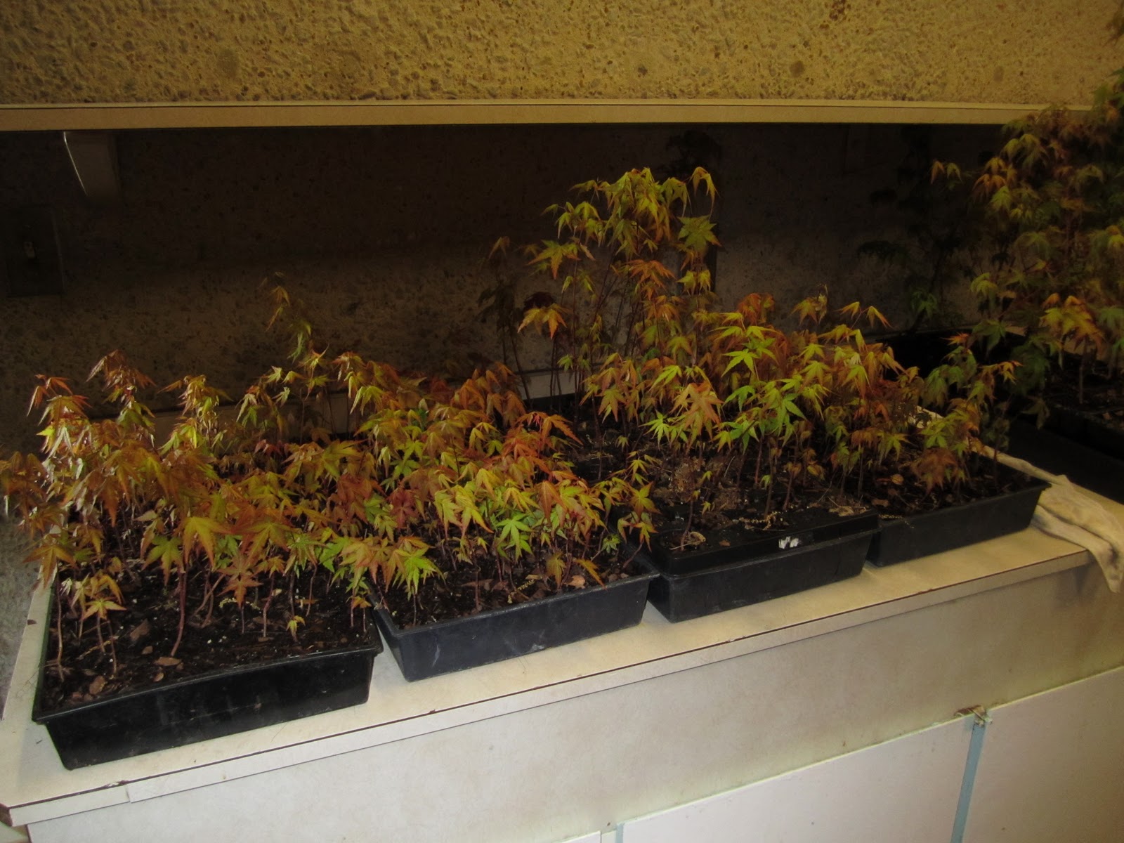 Gone Walkabout Bonsai Class Kabudachi Maple