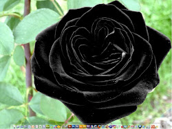 roses desktop blackrose