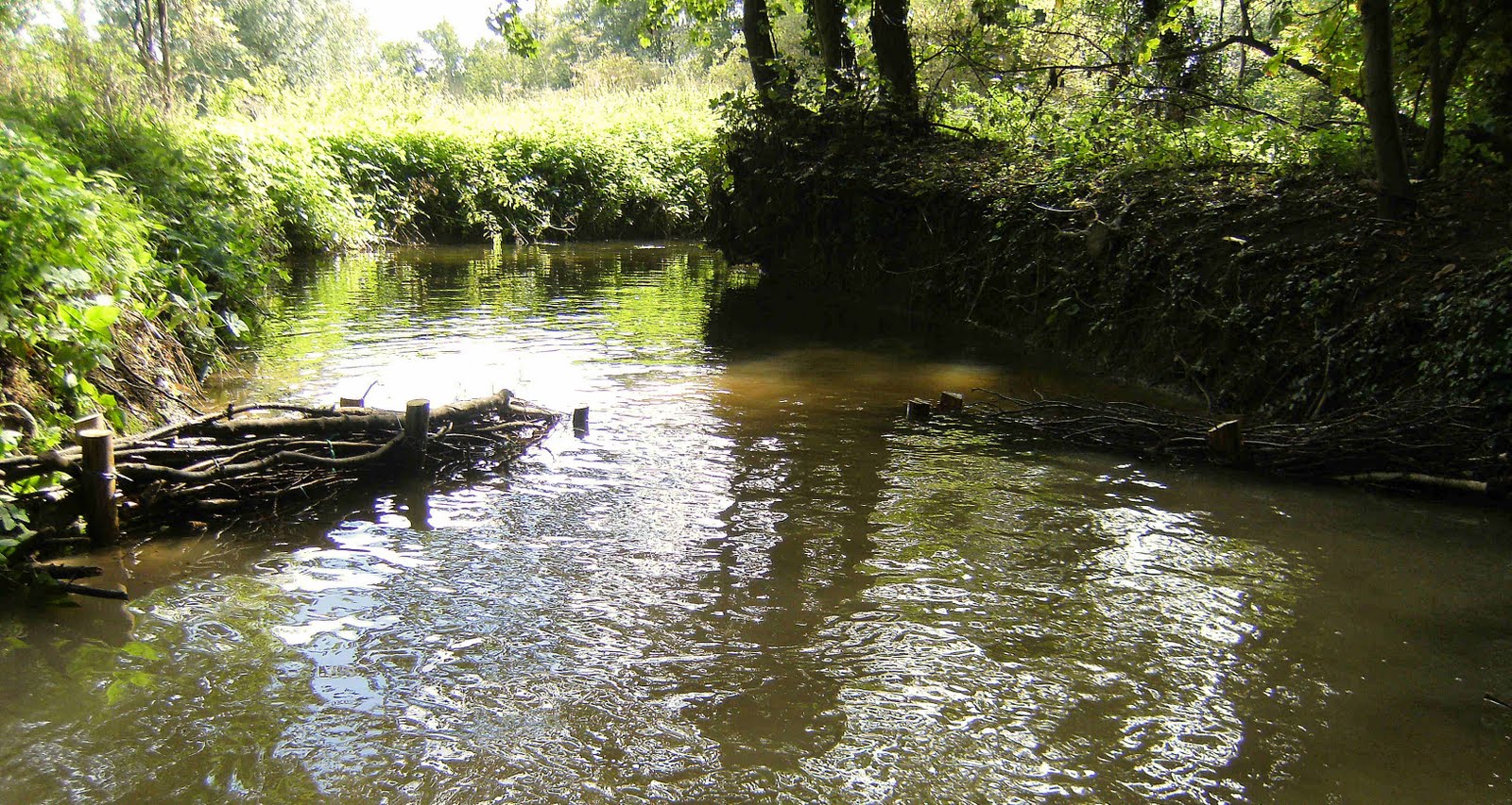 Abington Naturewatch: River improvements in Sluice Wood
