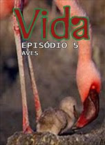 Vida - Episódio 5: Aves - DVDRip Legendado