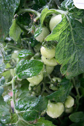 tomatoes