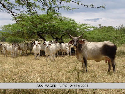 RAZAS DE GANADO CEBU: RAZAS DE CEBU