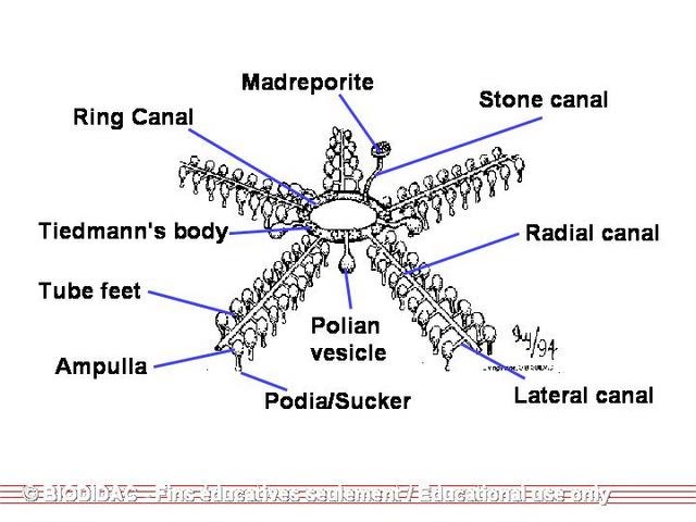 Echinodermata Internal Transport water-vascular-system-echinodermata