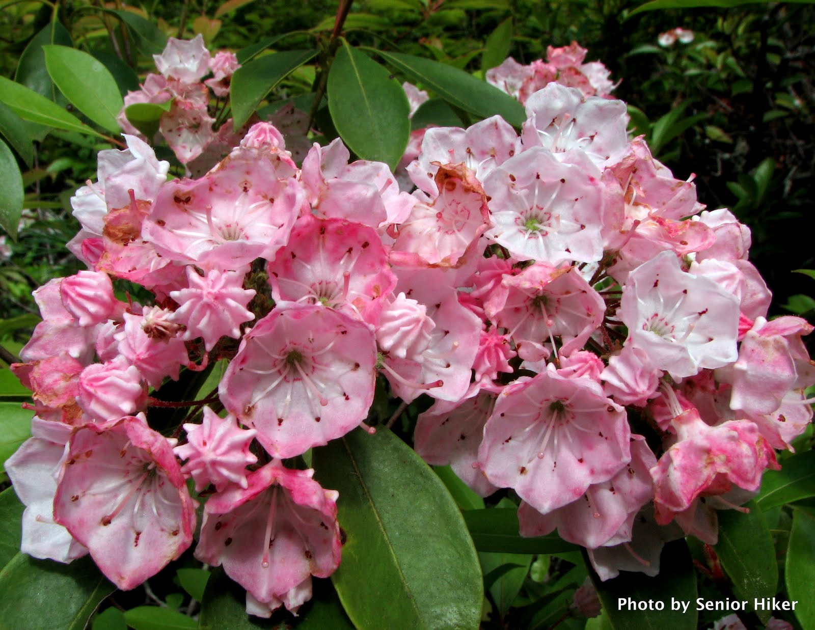 Photos by Senior Hiker Mountain Laurel