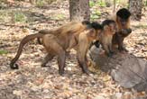 [090813-capuchin-monkeys-01.jpg]