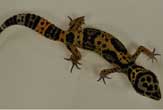 [090908-leopard-gecko-01.jpg]
