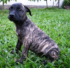 Vendido