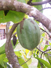 Cocoa fruit