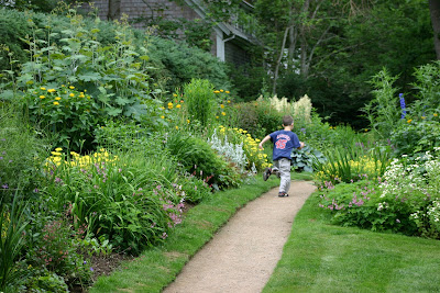 perennial flowers