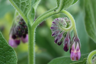 comfrey