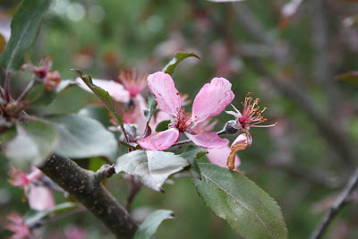 crabapples