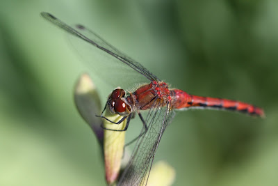 damsel fly