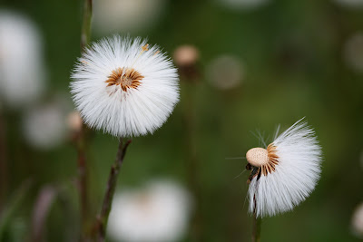 coltsfoot