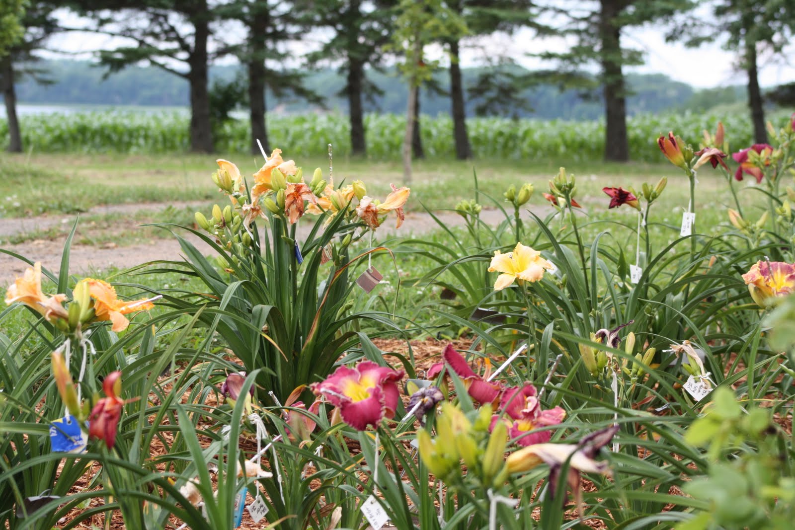 a maritime gardener Spring Is In The Air In Nova Scotia