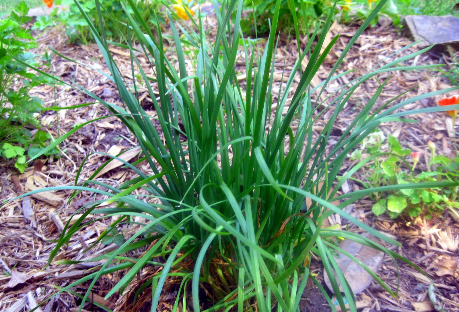 real food tulsa Locally Grown Late Spring Supper