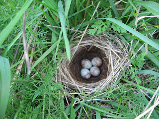 Life Of A Homeschooling Mom Song Sparrow Nest