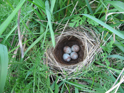 上 song sparrow nest images 212178-Song sparrow nest images