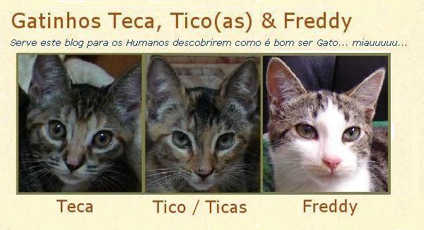 Gatinhos Teca, Ticas & Freddy