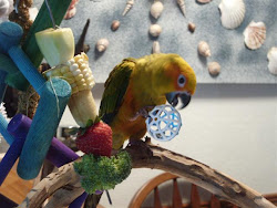 Cosmo the Sun Conure