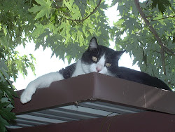 Topper on top of the carport
