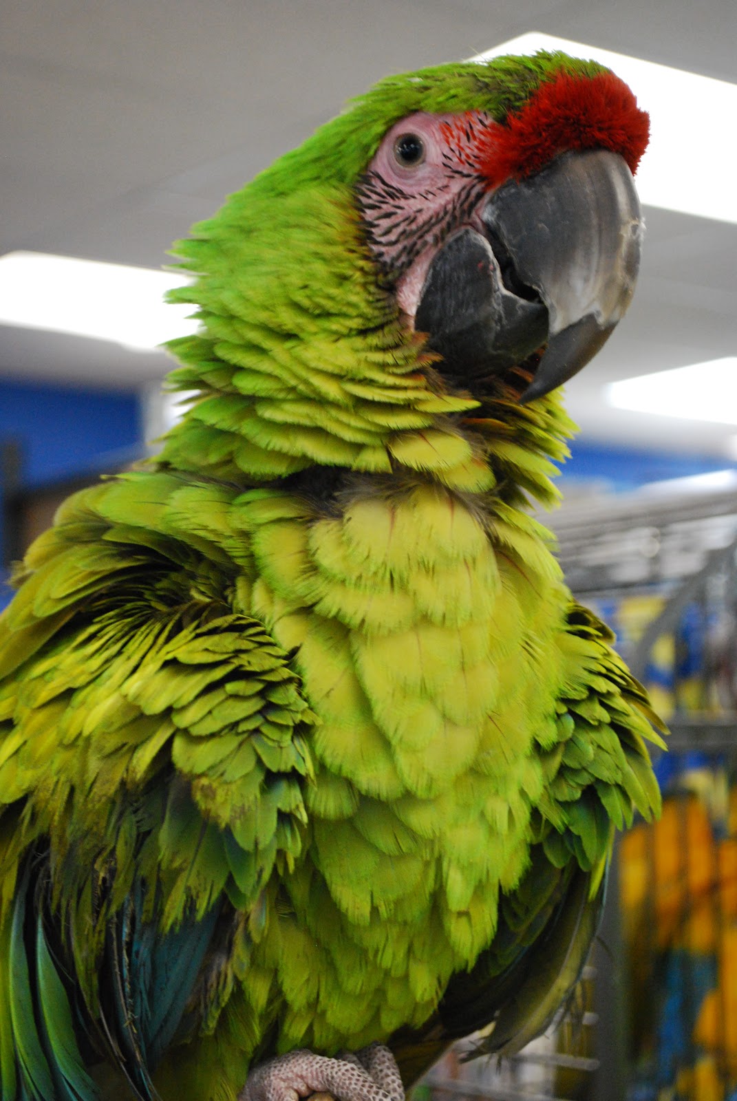 Barbara's Force Free Animal Training Talk Parrot Excitement that Turns
