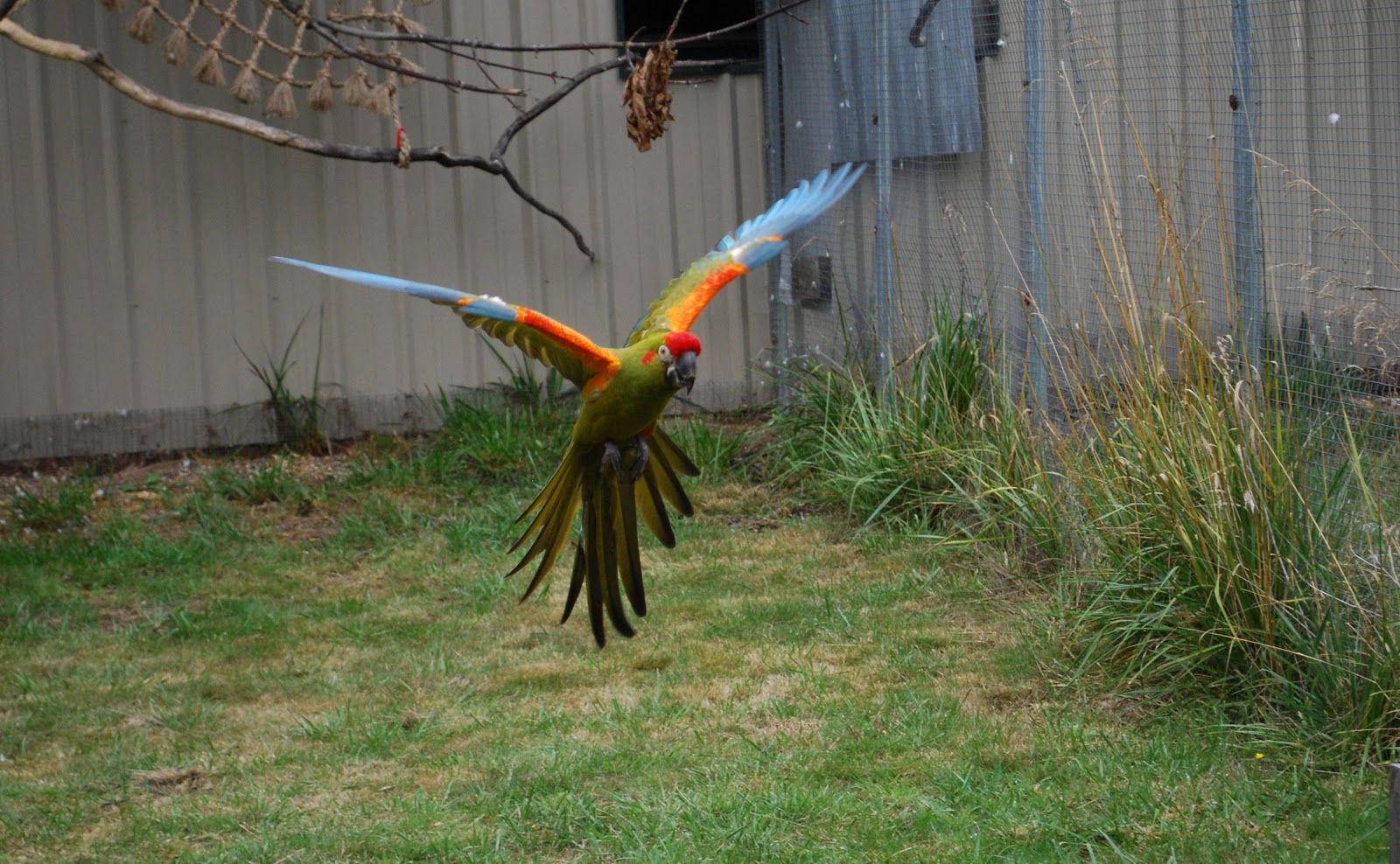Barbara's Force Free Animal Training Talk Training a Parrot to Recall