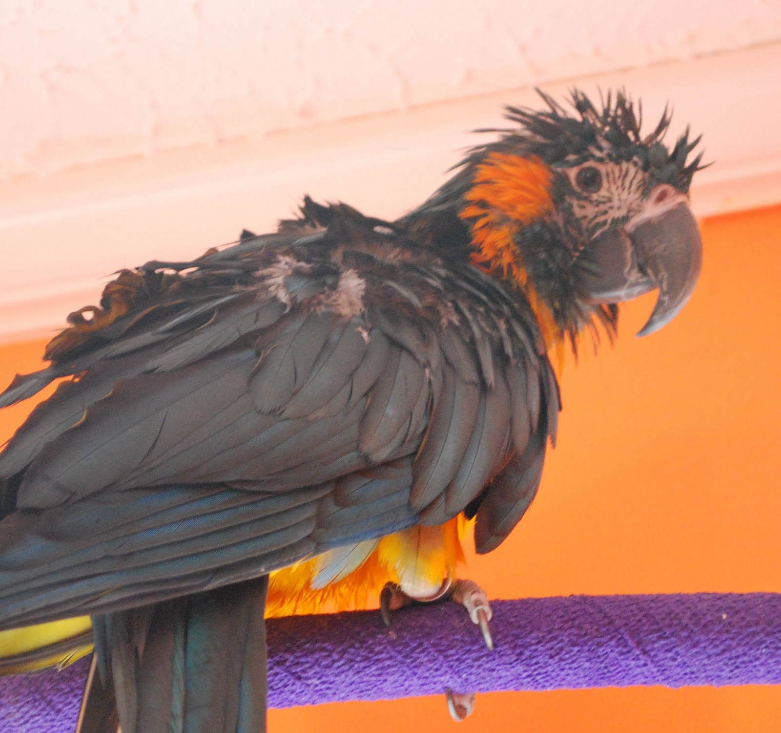 Barbara's Force Free Animal Training Talk Training a Parrot to Bathe