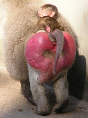 Baboon Butt Pictures 50