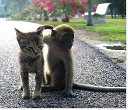 Cat and Monkey