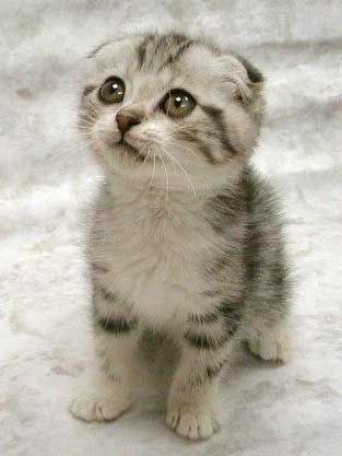Cute kitten looking up with ears folded back