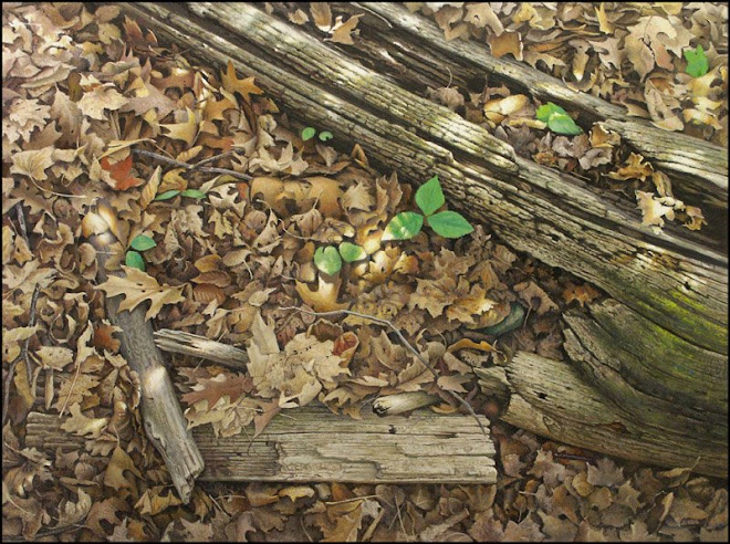Forest Floor With Trillium, Cherryhill Gate. Royal Botanical Gardens Hamilton Ontario