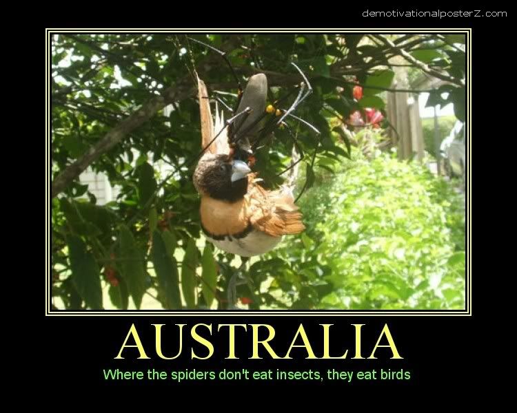 Australia%2Bspider%2Beats%2Bbirds.jpg