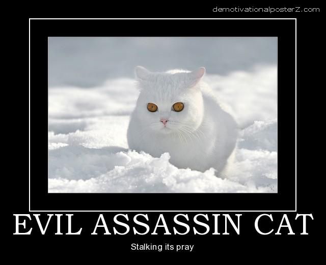 EVIL white ASSASSIN CAT MOTIVATIONAL
