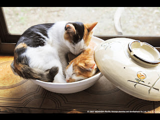 トップレート ねこ鍋 壁紙 あなたのための壁紙画像 Itulahkabegami