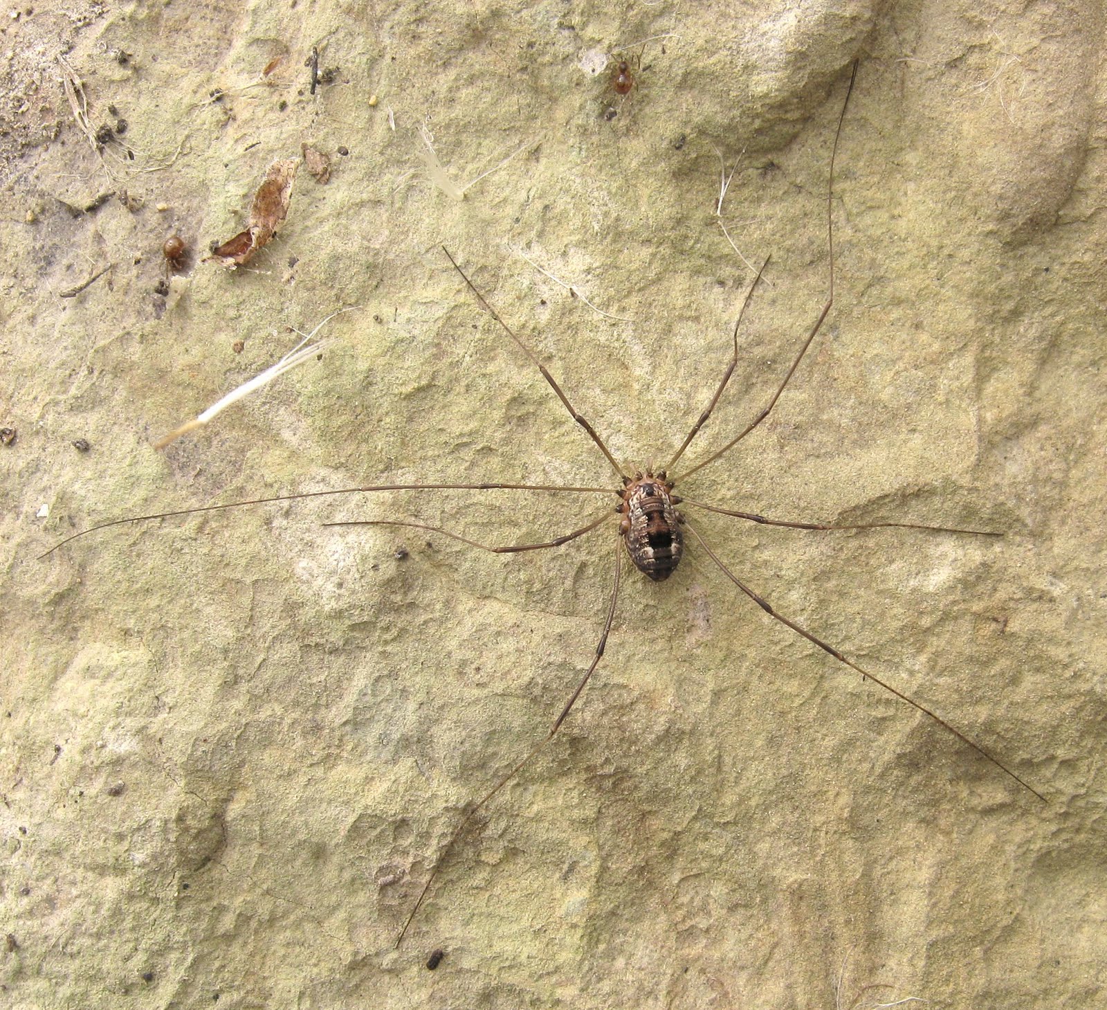 Arachnologie / Gaspésie : Un opilion : Leiobunum