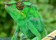 [Camaleão.jpg]