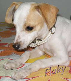 Fluk adotado há 2 meses