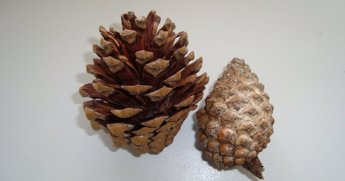 Harga Ubat Turun Darah Di Farmasi  Sumpah y