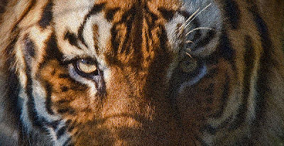 Tiger gaze