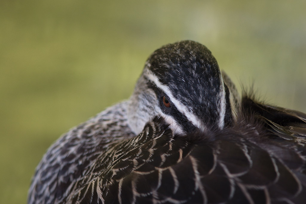 Probably mallard, maybe hybrid