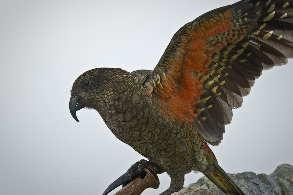 Kea, Avalanche Peak, Arthurs Pass NP