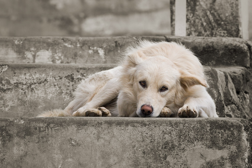 Dog at Kausani, Uttaranchal