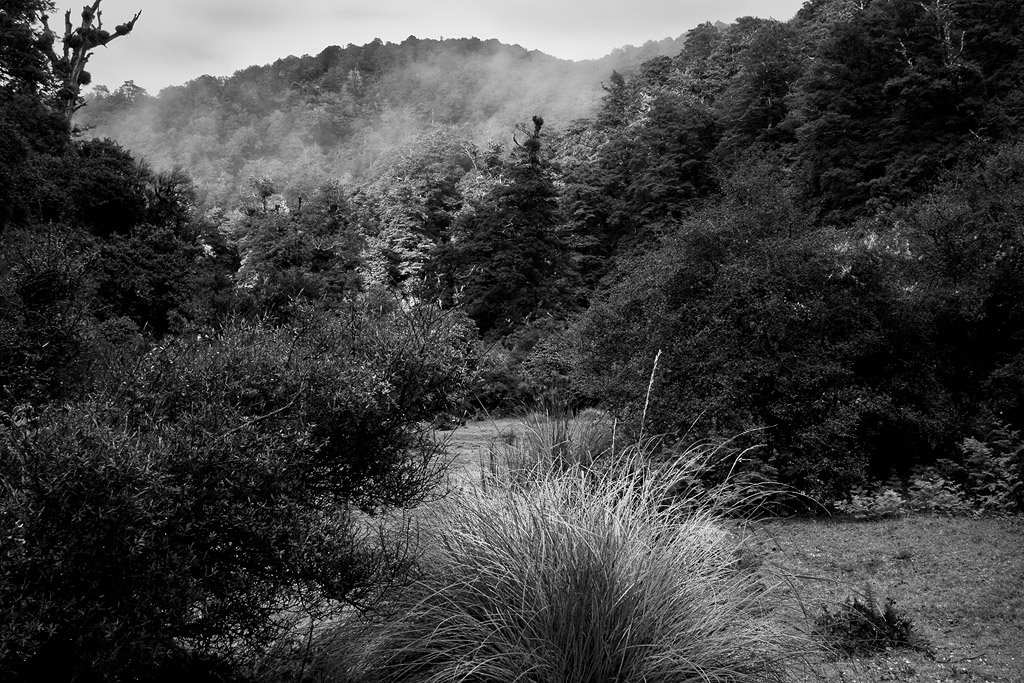 Bush at Pourangaki hut, Ruahine Range