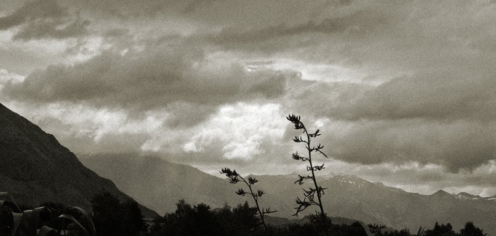 Harakeke flower spikes reach for the sky