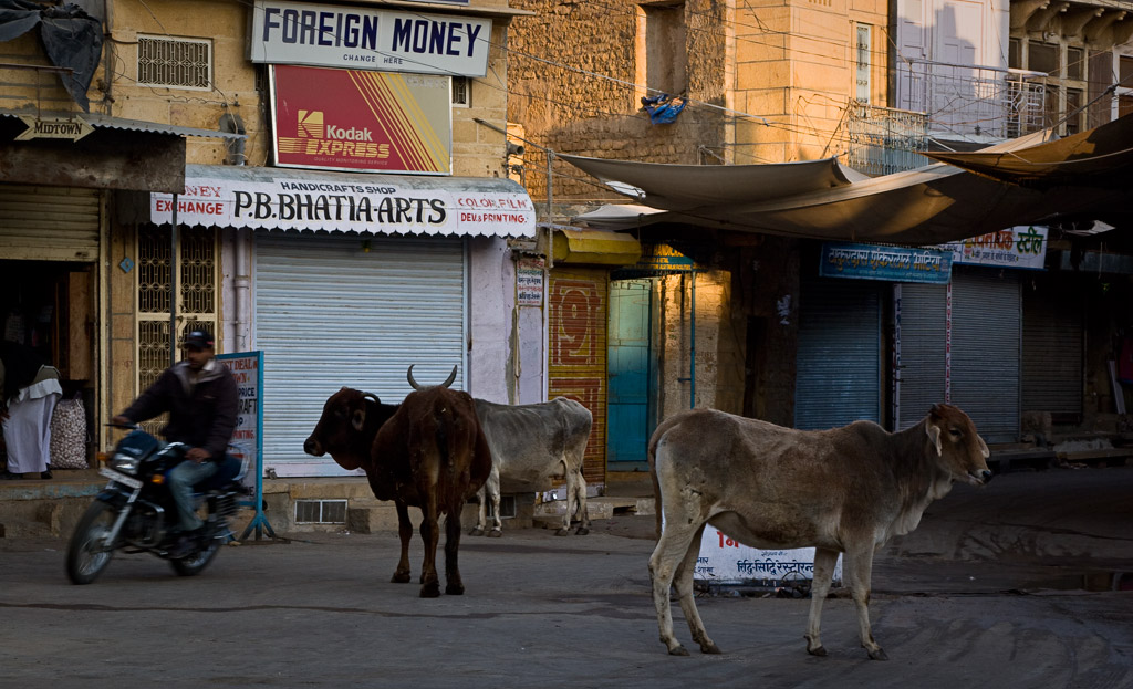 Early morning traffic, Jaisalmer