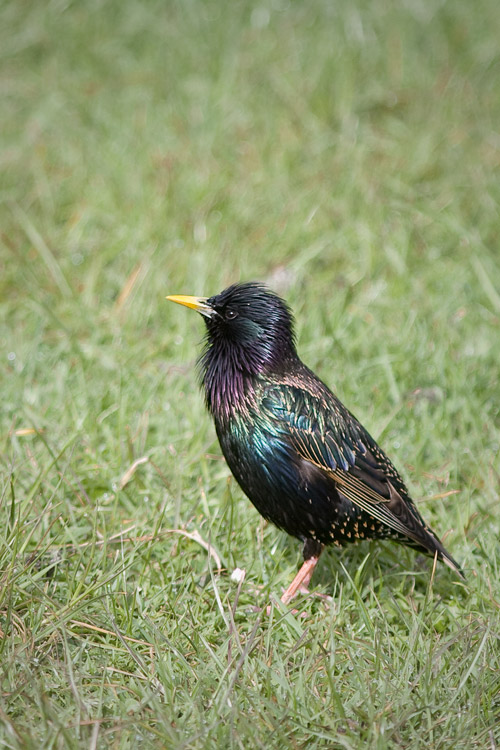 Starling in breeding plumage